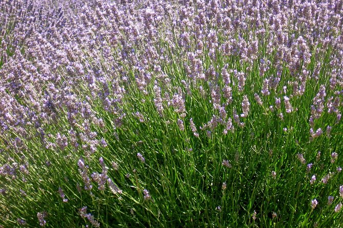 Hvar Lavender Small Group Tour - Booking, cancellation, and practical notes