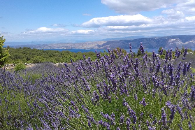 Hvar Lavender Tour - What the walk is really like