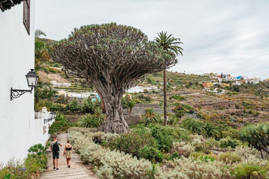 Icod de los Vinos: Dragon Tree & Botanical Garden Ticket - Key Points Before You Go