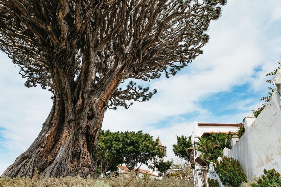 Icod de los Vinos: Dragon Tree & Botanical Garden Ticket - Meeting the Millennial Dragon Tree