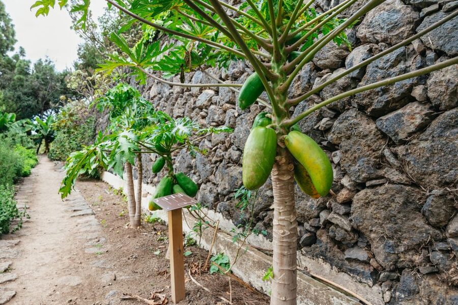Icod de los Vinos: Dragon Tree & Botanical Garden Ticket - Views, Vending Snacks, and a Slower Pace
