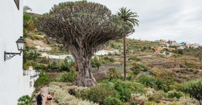 Icod de los Vinos: Dragon Tree & Botanical Garden Ticket