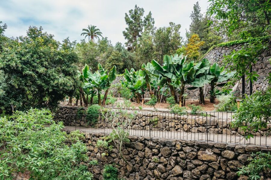 Icod de los Vinos: Dragon Tree & Botanical Garden Ticket - How Much Time Should You Allow?