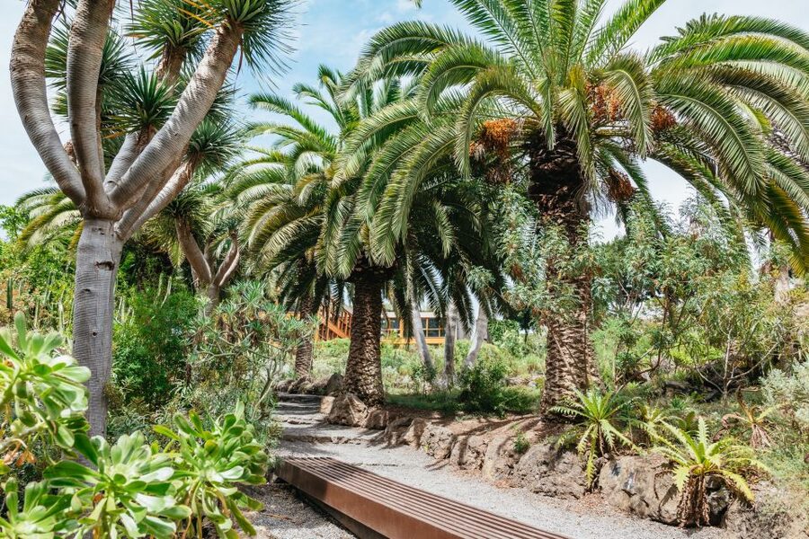 Icod de los Vinos: Dragon Tree & Botanical Garden Ticket - Who Will Enjoy the Dragon Tree Park?