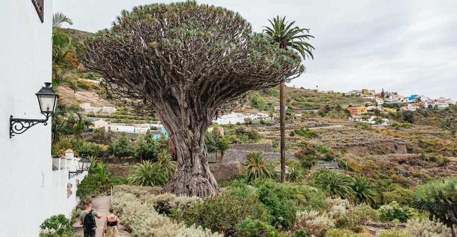 Icod de los Vinos: Dragon Tree & Botanical Garden Ticket - Three Hectares of Plants and Parkland