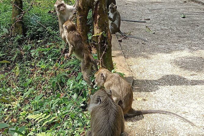 Jakarta Bogor Botanical Garden, Waterfall and Rice terrace, Lunch - Meeting a wayang golek craftsman