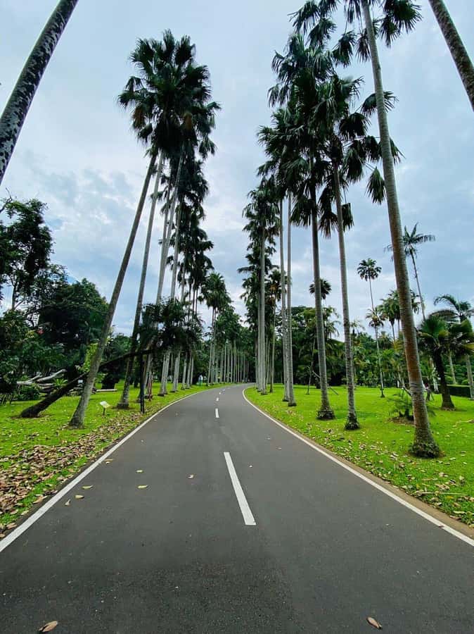Jakarta: Botanical Garden & Rainforest Trekking to Waterfall - The 2.5-kilometer rainforest route