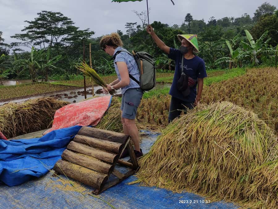 Jakarta : Botanical Garden, Waterfalls, and Rice Fields Tour - Why Bogor makes a good escape from Jakarta
