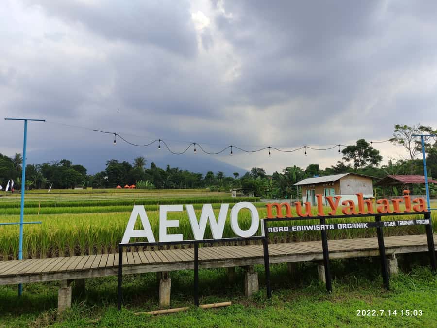 Jakarta : Botanical Garden, Waterfalls, and Rice Fields Tour - Rice fields at Kampung Mulyaharja