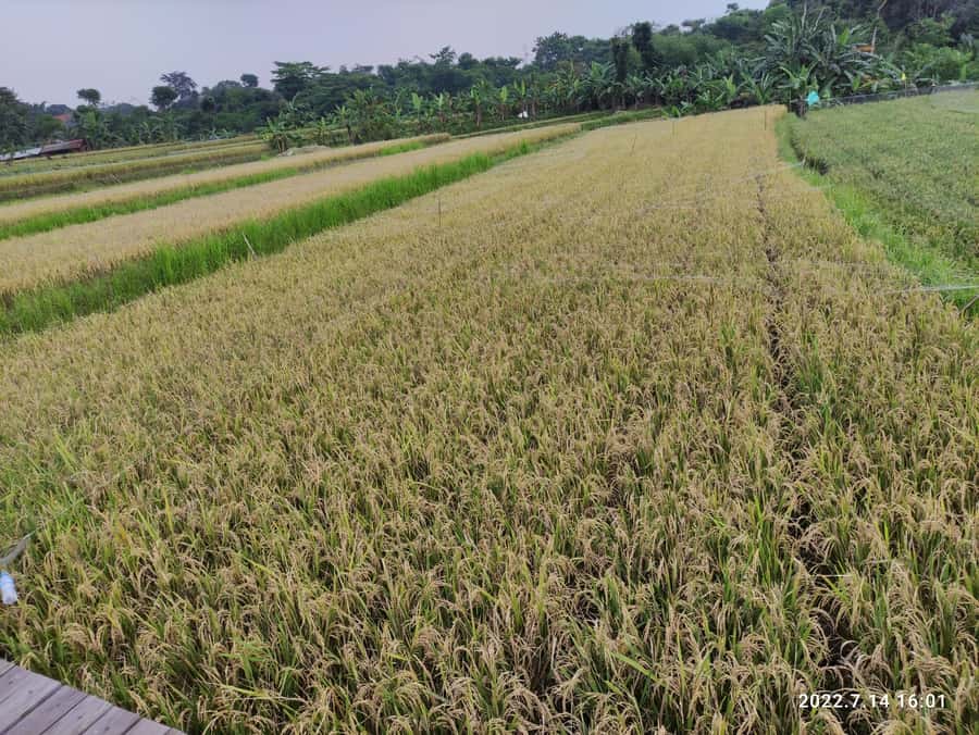 Jakarta : Botanical Garden, Waterfalls, and Rice Fields Tour - Wayang golek and the wooden puppet workshop