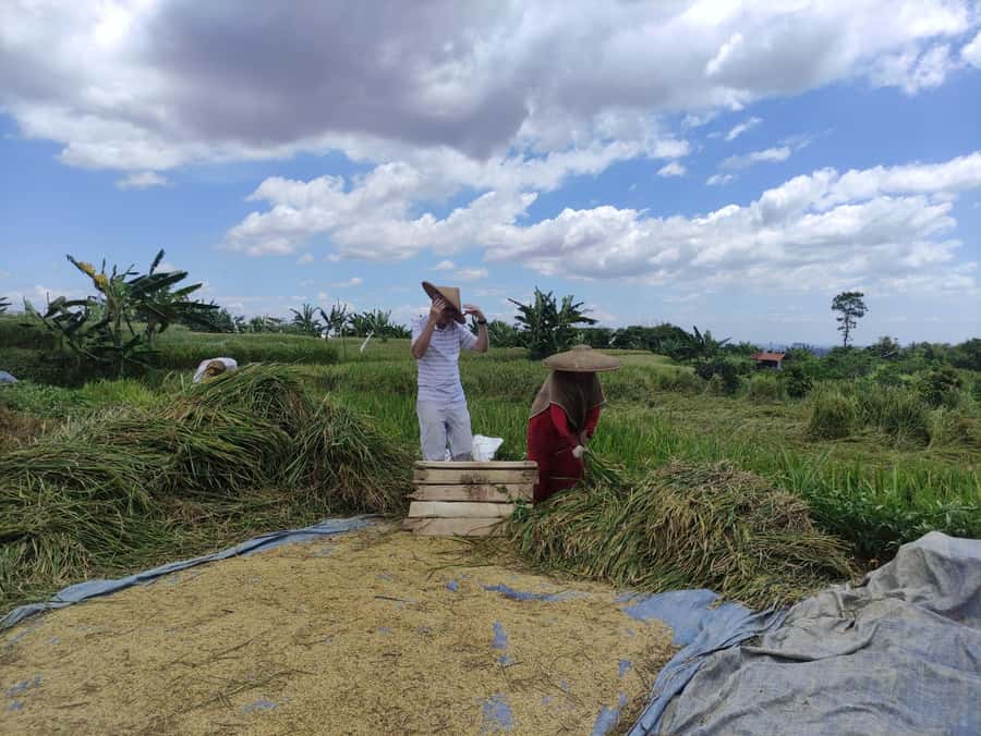 Jakarta : Botanical Garden, Waterfalls, and Rice Fields Tour - Who will enjoy this Bogor day trip
