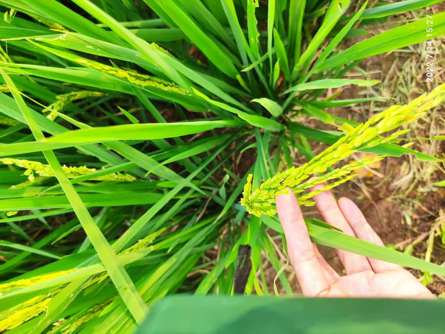 Jakarta : Botanical Garden, Waterfalls, and Rice Fields Tour - Should you book this tour?