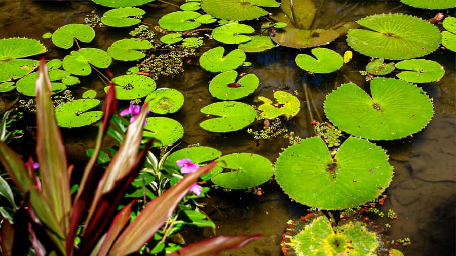 Jeep'n'Green: Rio Botanical Garden & Tijuca Rainforest Tour - Emperor’s Table and the city spread below