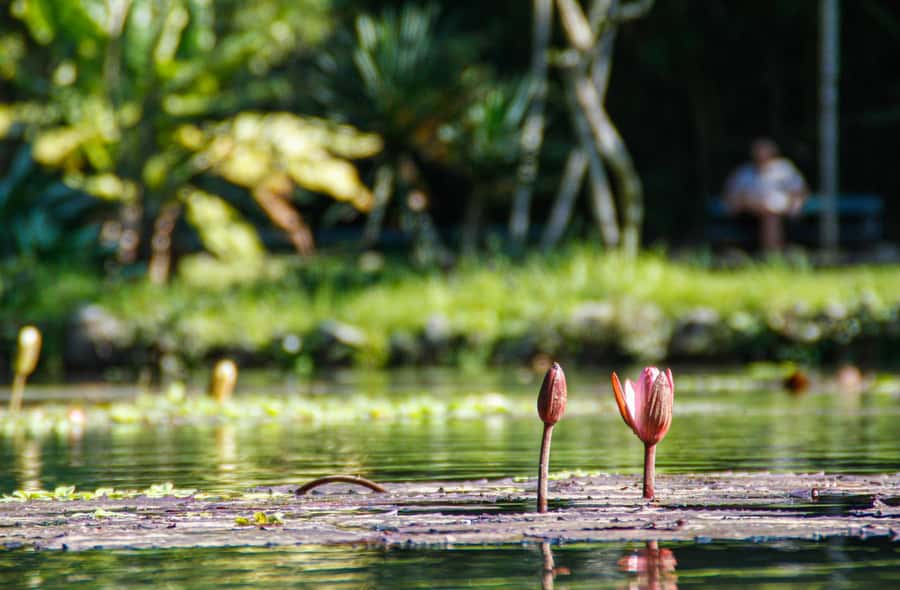 Jeep'n'Green: Rio Botanical Garden & Tijuca Rainforest Tour - Mayrink Chapel, a pink surprise in the woods