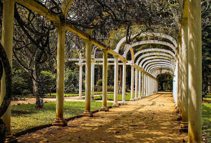 Jeep'n'Green: Rio Botanical Garden & Tijuca Rainforest Tour - Pepino Beach and the return to Rio