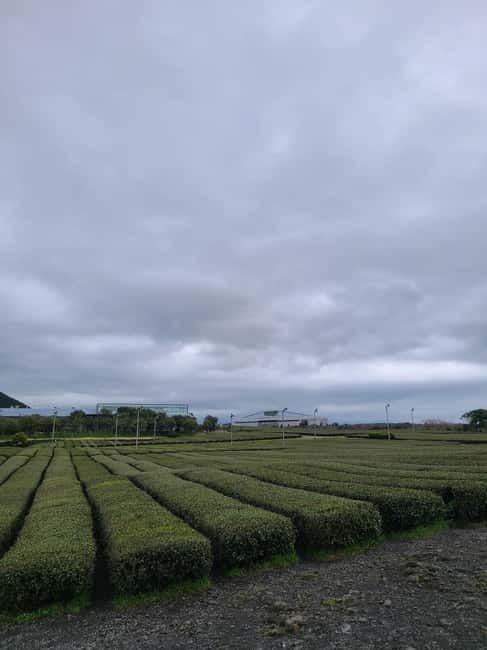Jeju: Cherry Blossom South & West Day Tour with Hotel Pickup - Starting early with a Jeju City pickup