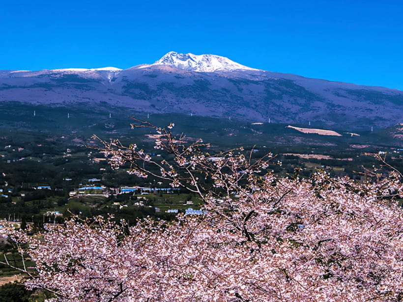 Jeju: Cherry Blossom South & West Day Tour with Hotel Pickup - Lunch at a local restaurant