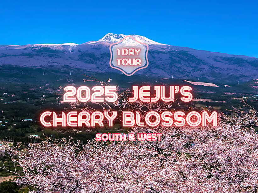 Jeju: Cherry Blossom South & West Day Tour with Hotel Pickup - Yerae’s king cherry blossoms