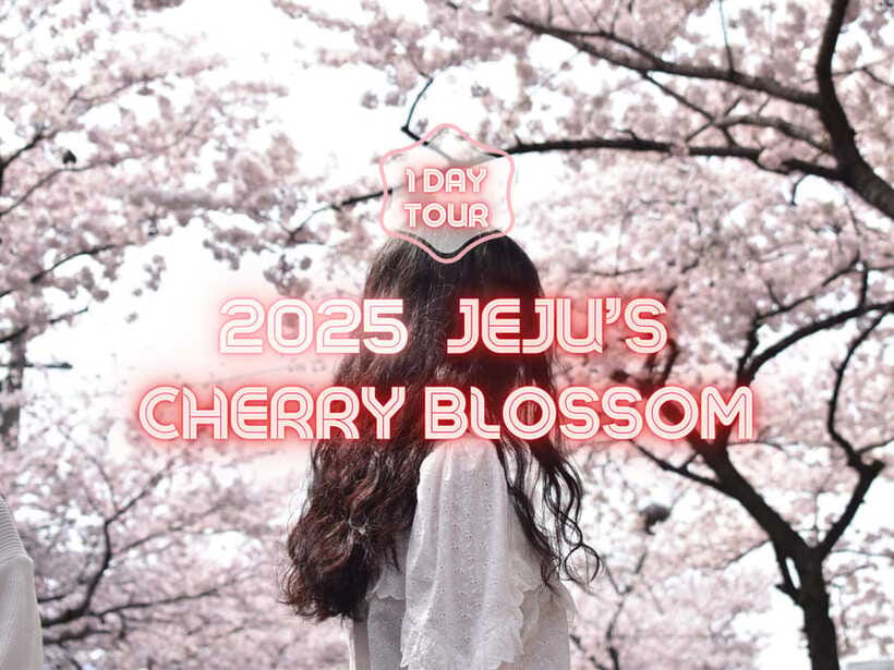 Jeju East: Cherry Blossom Early Bird Tour with Hotel Pickup - Noksan-ro: the biggest flower stop of the day