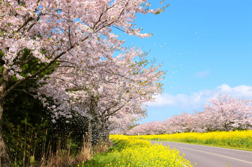Jeju East: Cherry Blossom Early Bird Tour with Hotel Pickup - Seongeup Folk Village and a local lunch