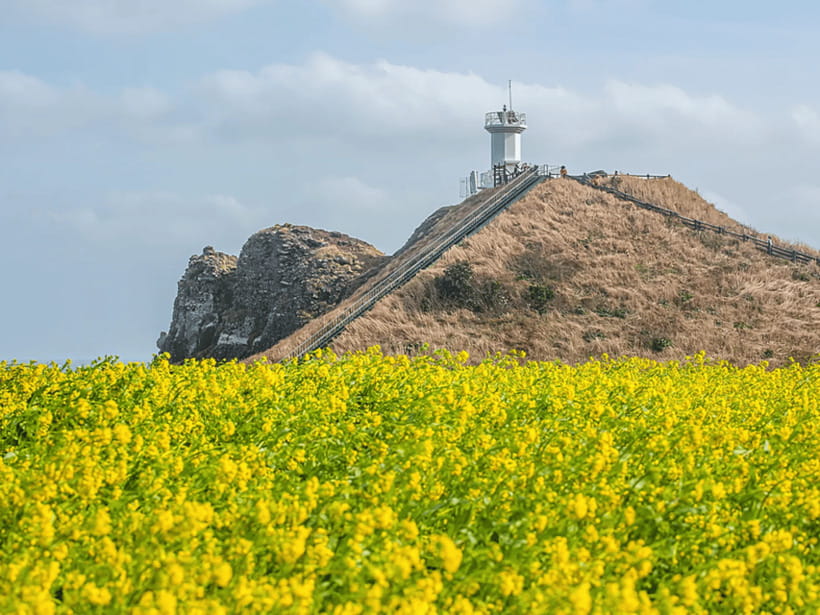 Jeju East: Cherry Blossom Early Bird Tour with Hotel Pickup - Ilchul Land and Micheongul Cave