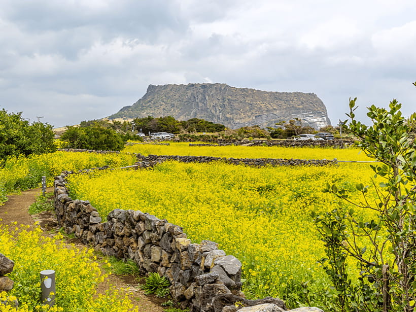 Jeju East: Cherry Blossom Early Bird Tour with Hotel Pickup - Seopjikoji: Jeju’s open coastal views