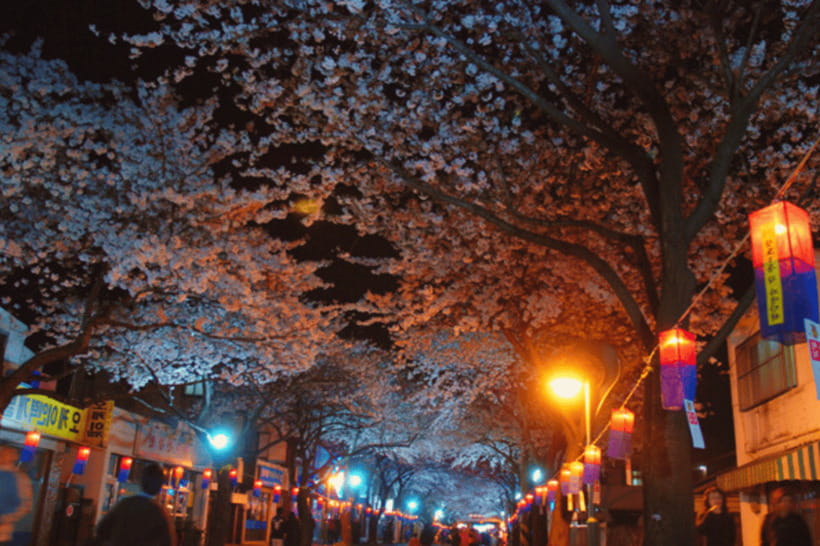 Jeju East: Cherry Blossom Early Bird Tour with Hotel Pickup - Pickup, drop-off, and useful planning details