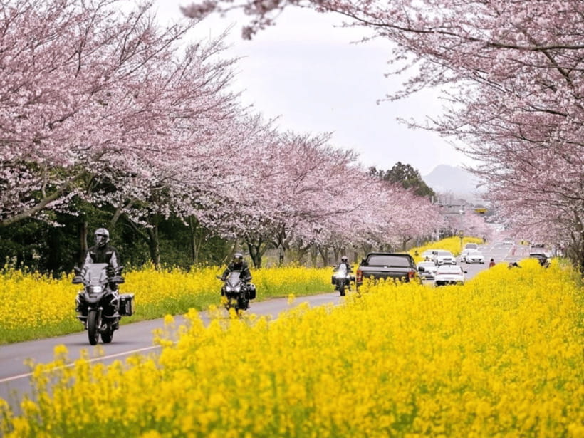 Jeju East: Cherry Blossom Early Bird Tour with Hotel Pickup - Jeonnong-ro: an easy first taste of cherry blossom season