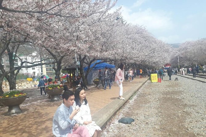 Jinhae Cherry Blossom + Busan Sunrise from Seoul - Why this tour takes so long