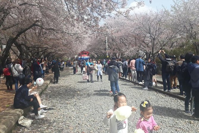 Jinhae Cherry Blossom + Busan Sunrise from Seoul - Four hours beside Yeojwacheon Stream and Gyeonghwa Station
