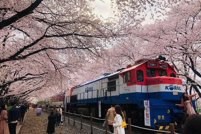 Jinhae Cherry Blossom + Busan Sunrise from Seoul - What the $108.49 price really covers