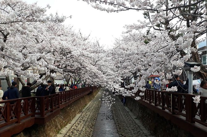 Jinhae Cherry Blossom + Busan Sunrise from Seoul - The practical side of a 100-person maximum