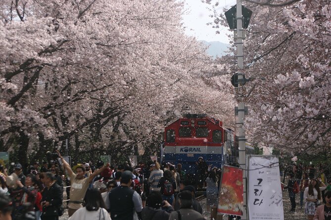 Jinhae Cherry Blossom Day trip from Busan - A Spring Adventure! - Key points to know before you book