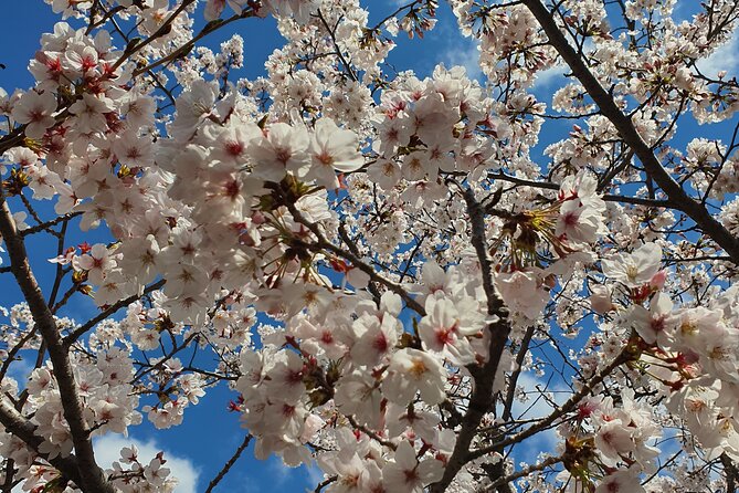 Jinhae Cherry Blossom Day trip from Busan - A Spring Adventure! - Starting at 9:30 with four Busan pickup choices