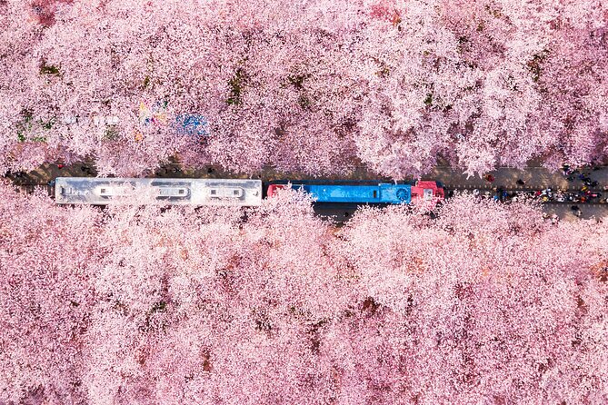 Jinhae Cherry Blossom Festival Gyeonghwa Stn Day Tour from Busan - Key points at a glance