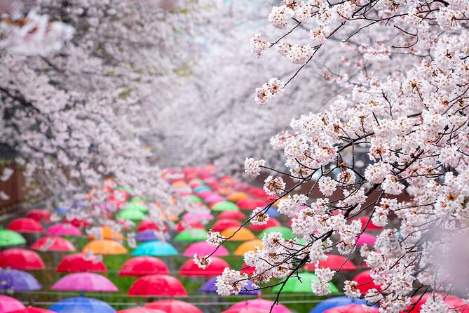Jinhae Cherry Blossom Festival Gyeonghwa Stn Day Tour from Busan - Yeojwacheon Stream and the Romance Bridge