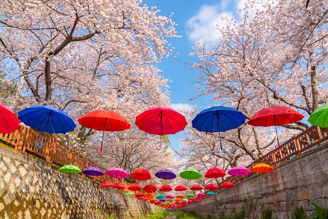 Jinhae Cherry Blossom Festival Gyeonghwa Stn Day Tour from Busan - How much free time will you really have?