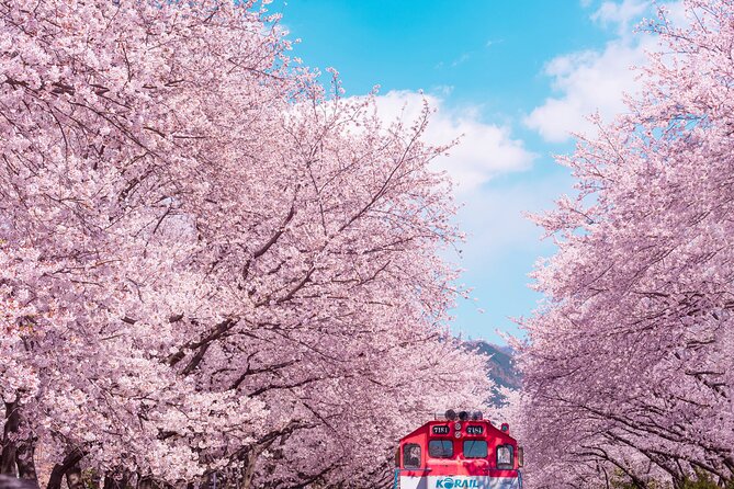Jinhae Cherry Blossom Festival Gyeonghwa Stn Day Tour from Busan - Is the $59.47 price good value?