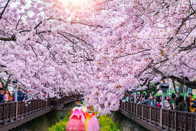 Jinhae Cherry Blossom Festival Gyeonghwa Stn Day Tour from Busan - Who will enjoy this tour most?
