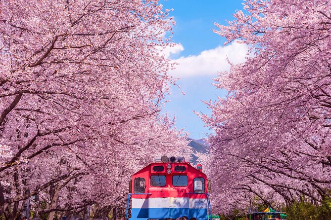 Jinhae Cherry Blossom Festival Gyeonghwa Stn Day Tour from Busan - Riding from Busan in an air-conditioned coach
