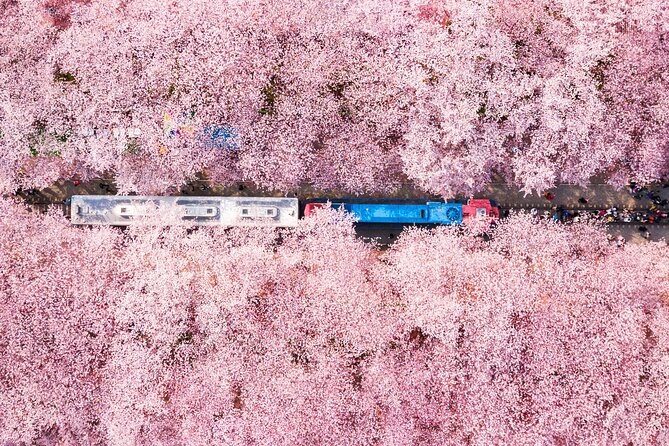 Jinhae Cherry Blossom Festival Gyeonghwa Stn Day Tour from Seoul - Yeojwacheon Stream and the Romance Bridge