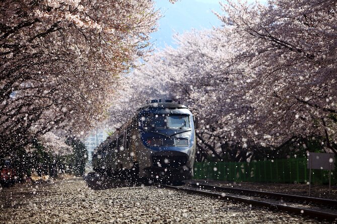 Jinhae Cherry Blossom Festival Gyeonghwa Stn Day Tour from Seoul - Gyeonghwa Station’s railway flower tunnel