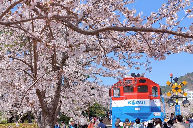 Jinhae Cherry Blossom Festival Gyeonghwa Stn Day Tour from Seoul - A beautiful route with a tight timetable