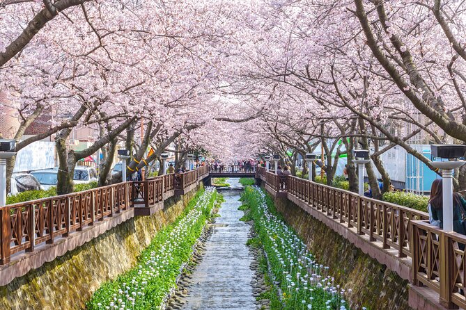 Jinhae Cherry Blossom Festival Gyeonghwa Stn Day Tour from Seoul - What the $66.53 price really covers