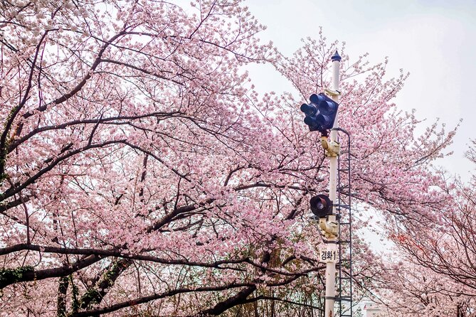 Jinhae Cherry Blossom Festival Gyeonghwa Stn Day Tour from Seoul - Should you book this Jinhae experience?