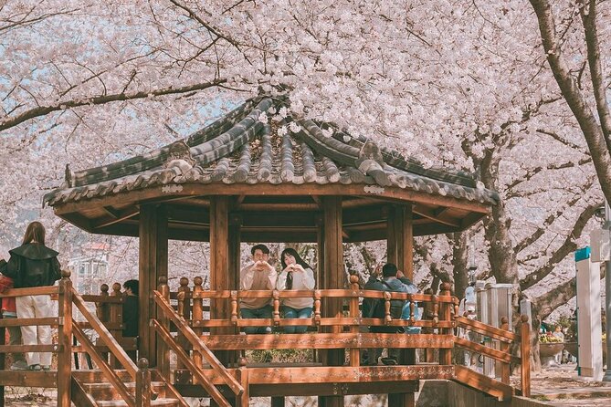 Jinhae Pink Cherry Blossom One Day Tour From Busan - Key points at a glance