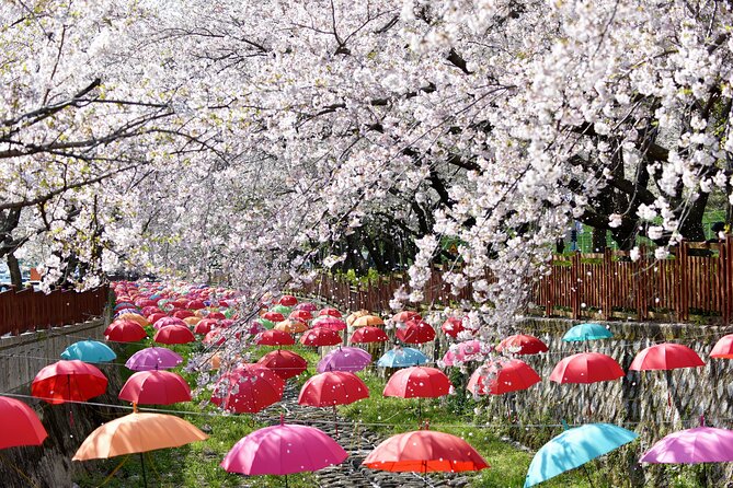 Jinhae Pink Cherry Blossom One Day Tour From Busan - Why Jinhae Is worth an 11-hour day