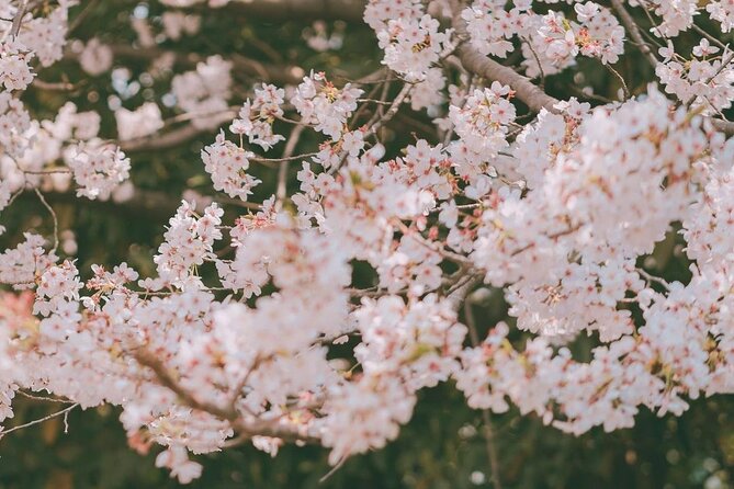 Jinhae Pink Cherry Blossom One Day Tour From Busan - A photo-focused day, not a food tour