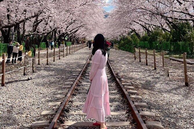 Jinhae Pink Cherry Blossom One Day Tour From Busan - How the Seoul option changes the value