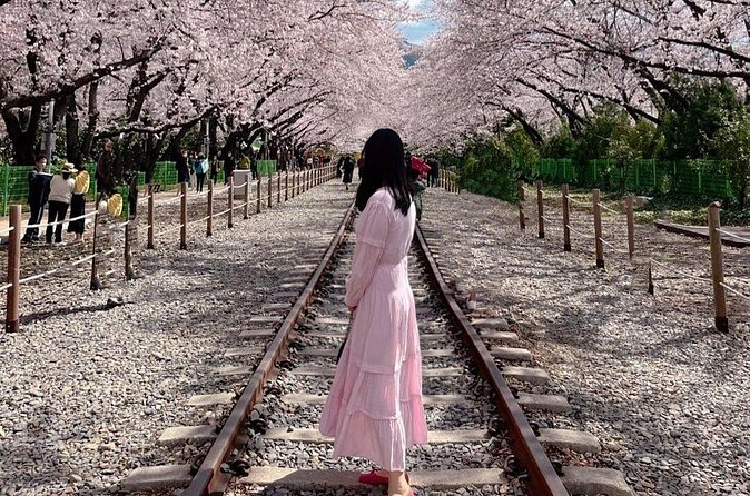 Jinhae Pink Cherry Blossom One Day Tour From Busan - Who will enjoy this tour most